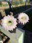 Preview: Echinopsis Hybr. rosa